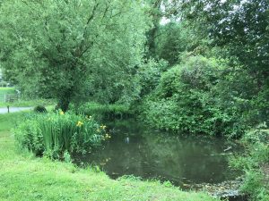 Wallington Duck Pond