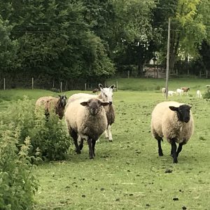 Wallington sheep